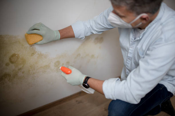 Best Mold Remediation Experts  in Boothwyn, PA