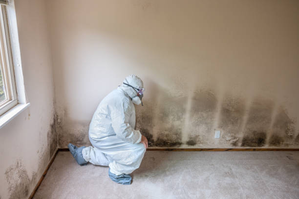 Best Attic Mold Removal  in Boothwyn, PA
