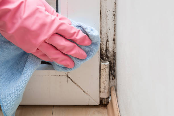 Best Mold Damage Repair  in Boothwyn, PA