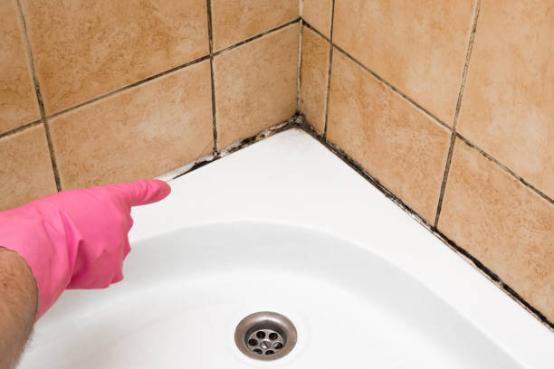 Mold Testing and Removal in Boothwyn, PA